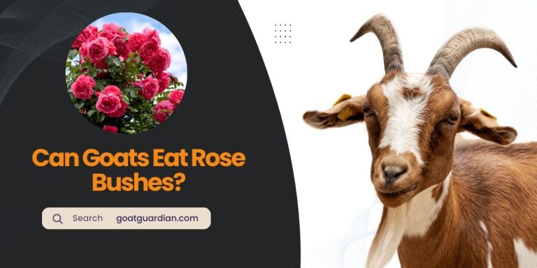 Can Goats Eat Rose Bushes? (Fact or Fiction)