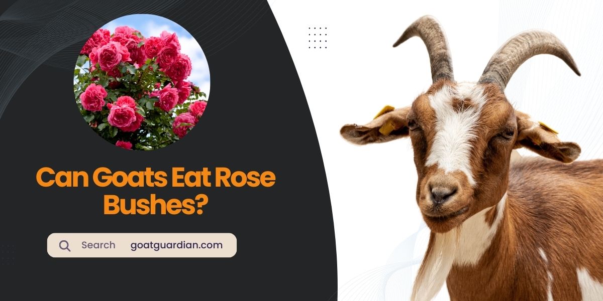 Can Goats Eat Rose Bushes