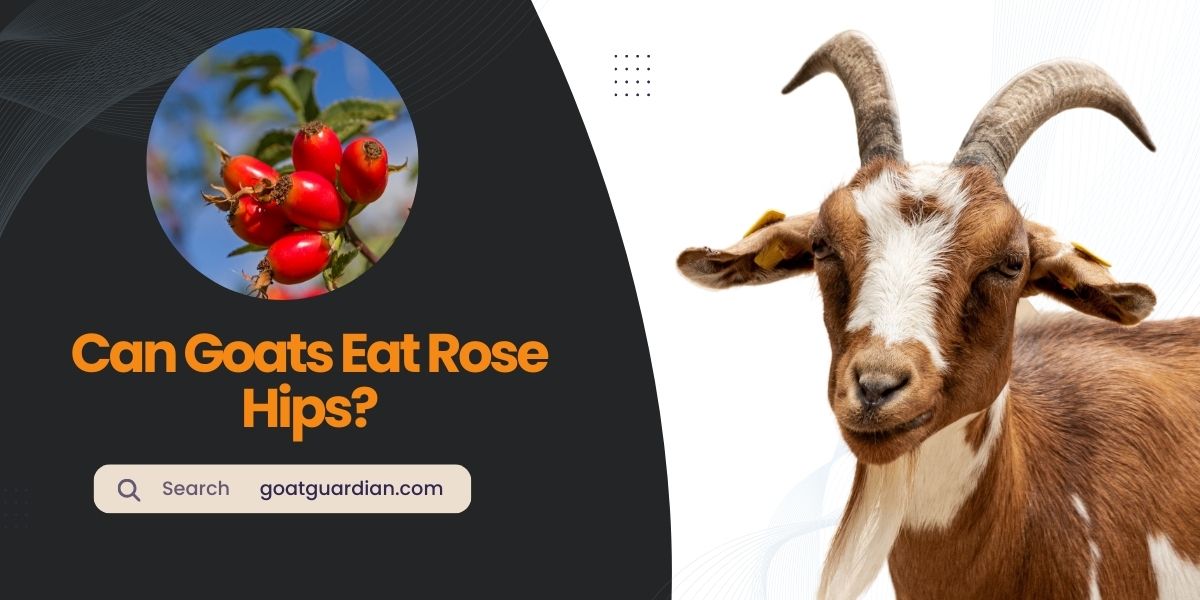 Can Goats Eat Rose Hips