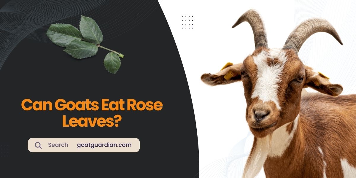 Can Goats Eat Rose Leaves