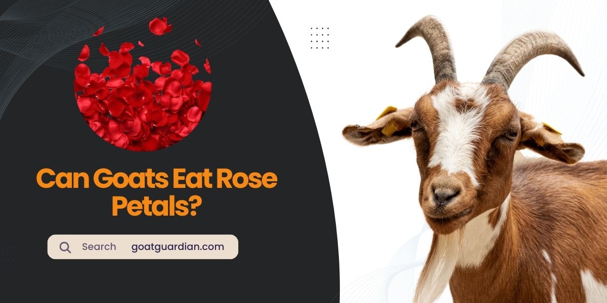Can Goats Eat Rose Petals