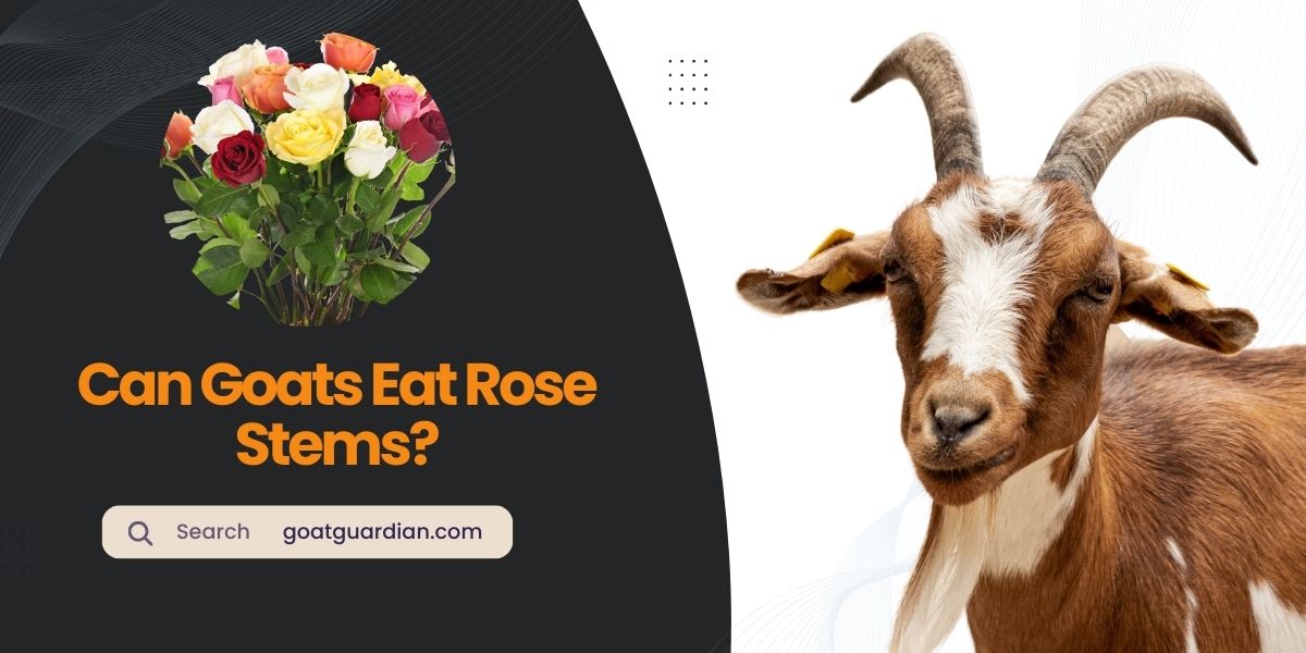 Can Goats Eat Rose Stems