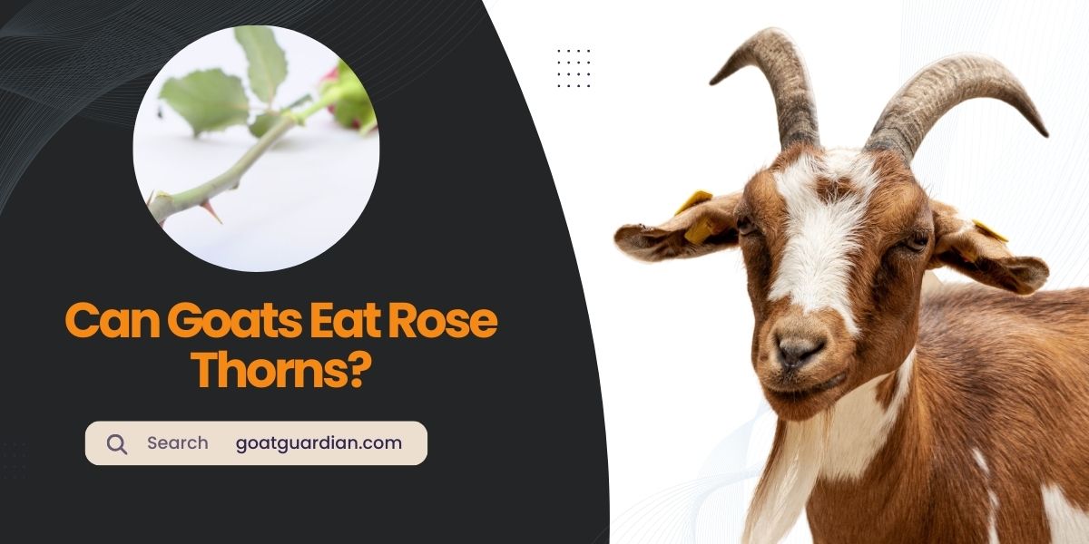 Can Goats Eat Rose Thorns
