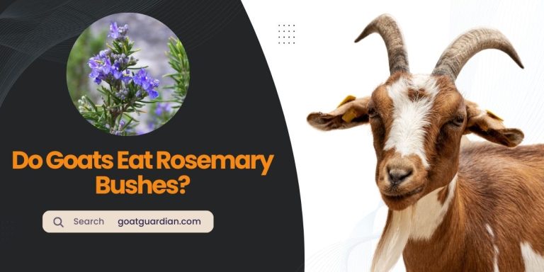 Can Goats Eat Rosemary Bushes? (Safe or Risky)