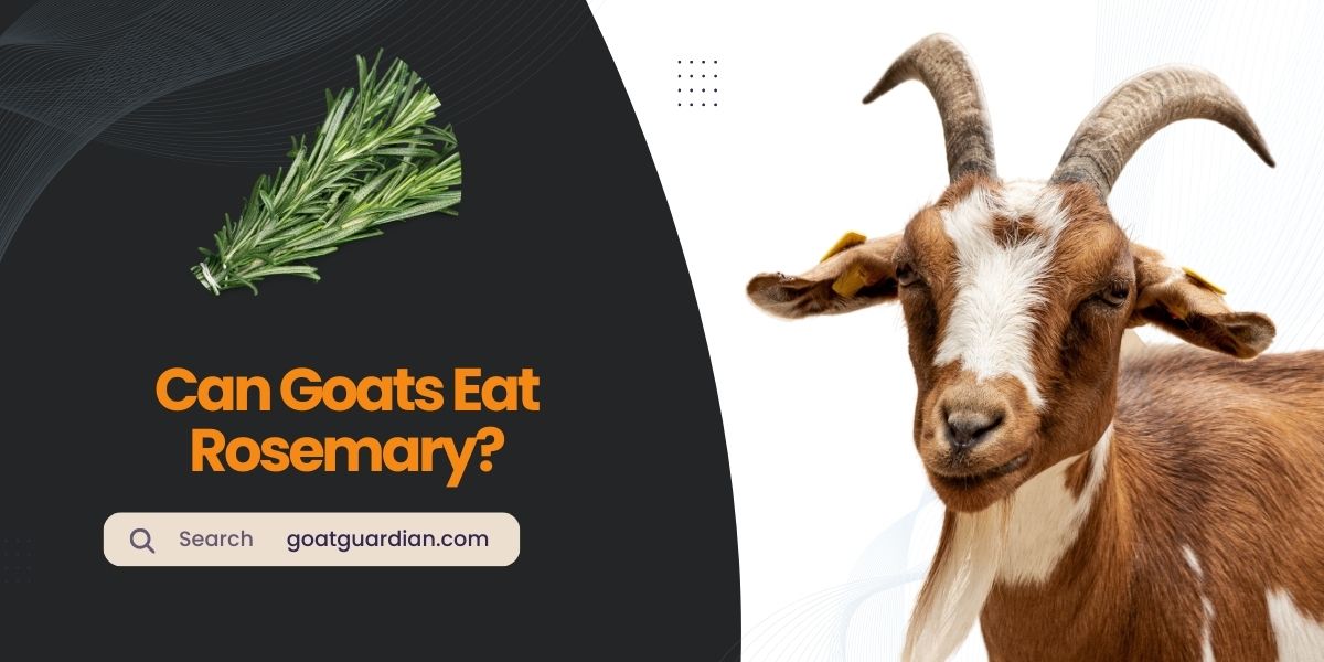 Can Goats Eat Rosemary