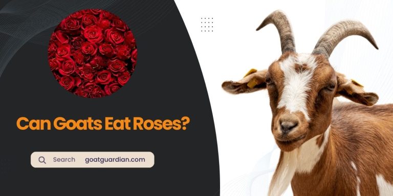 Can Goats Eat Roses? (Perception vs Reality)
