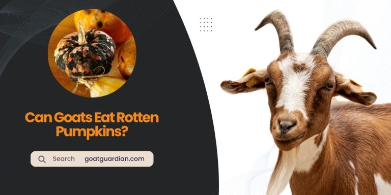 Can Goats Eat Rotten Pumpkins? (Truth Behind)