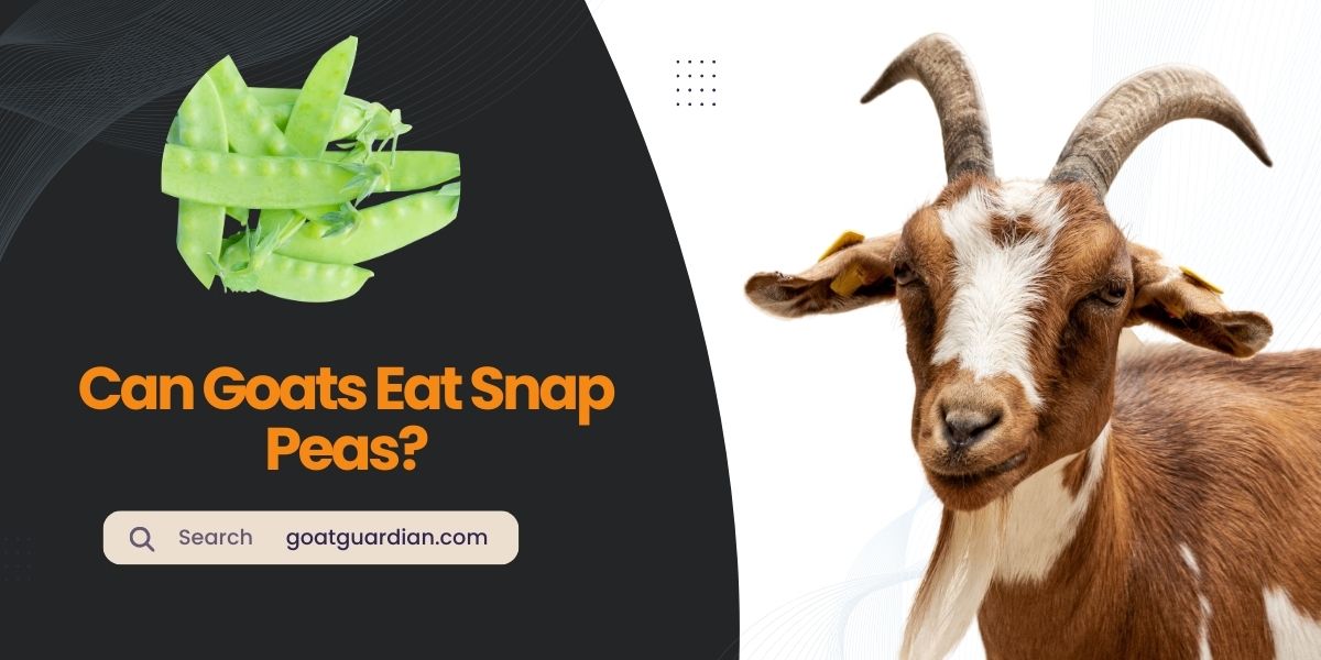 Can Goats Eat Snap Peas