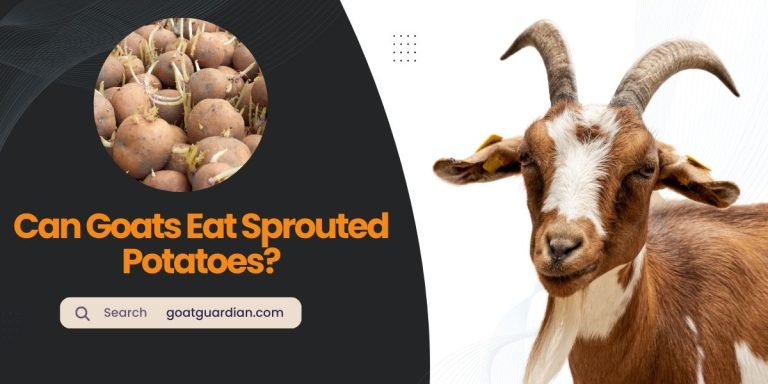 Can Goats Eat Sprouted Potatoes? (Expert Opinions)