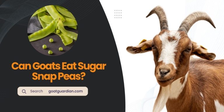Can Goats Eat Sugar Snap Peas? (Best Practices)
