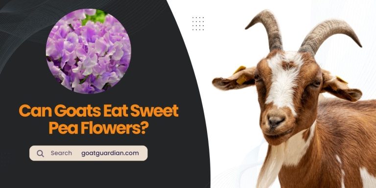 Can Goats Eat Sweet Pea Flowers? (with FAQs)