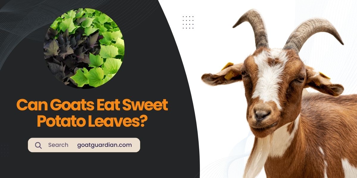 Can Goats Eat Sweet Potato Leaves
