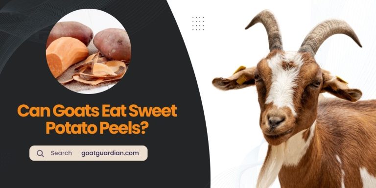 Can Goats Eat Sweet Potato Peels? (Nutritional Values)