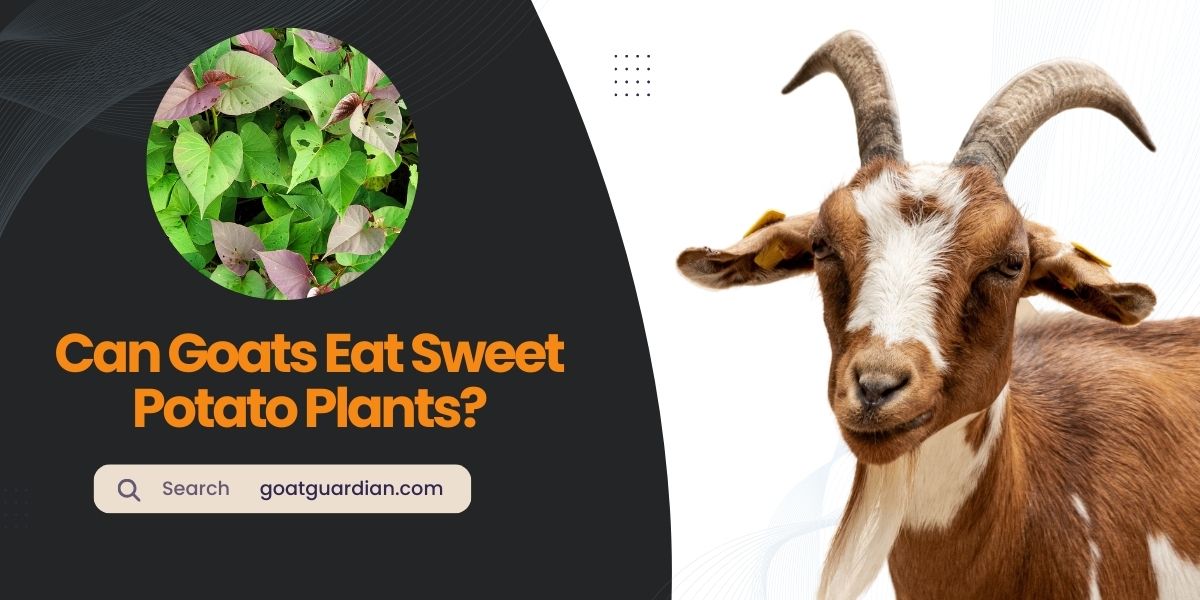 Can Goats Eat Sweet Potato Plants