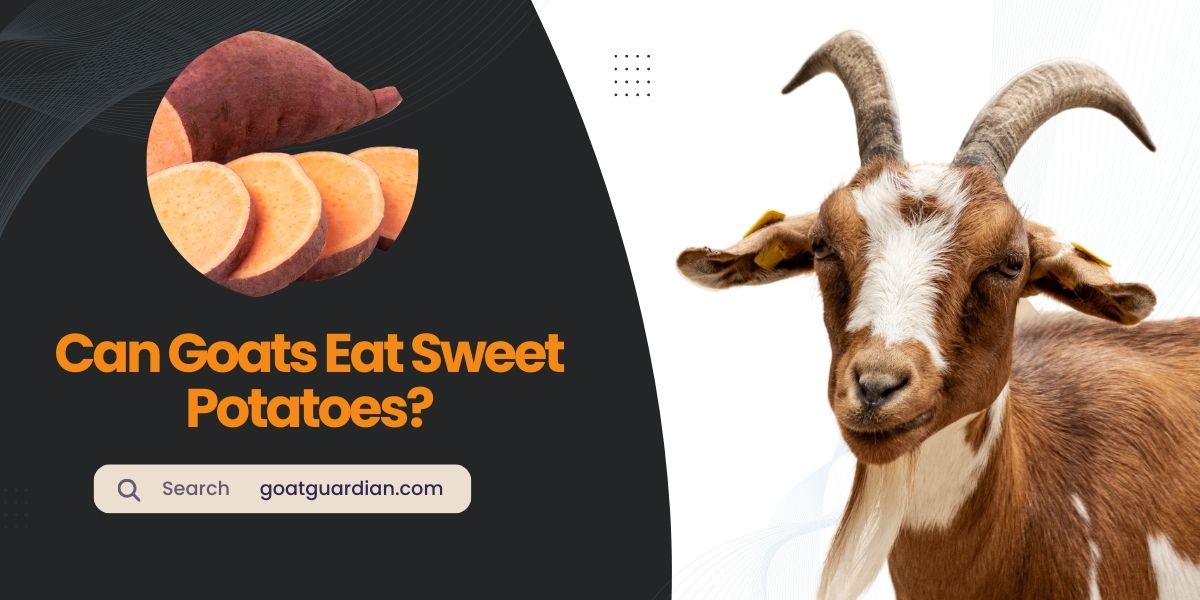 Can Goats Eat Sweet Potatoes