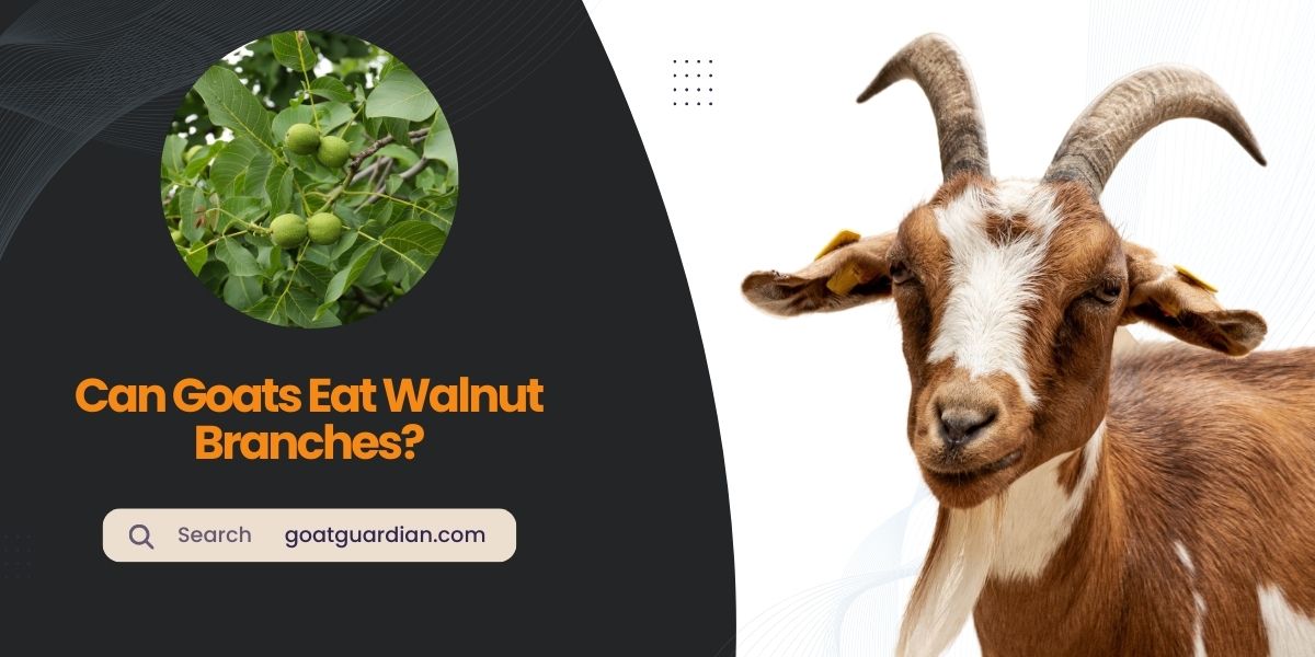 Can Goats Eat Walnut Branches