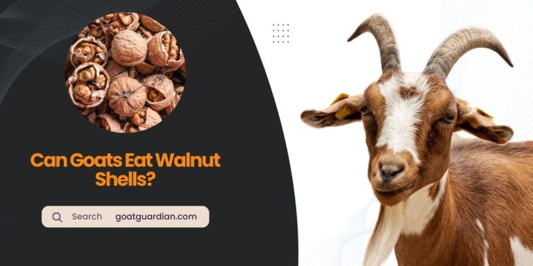 Can Goats Eat Walnut Shells? (Discover the Facts)