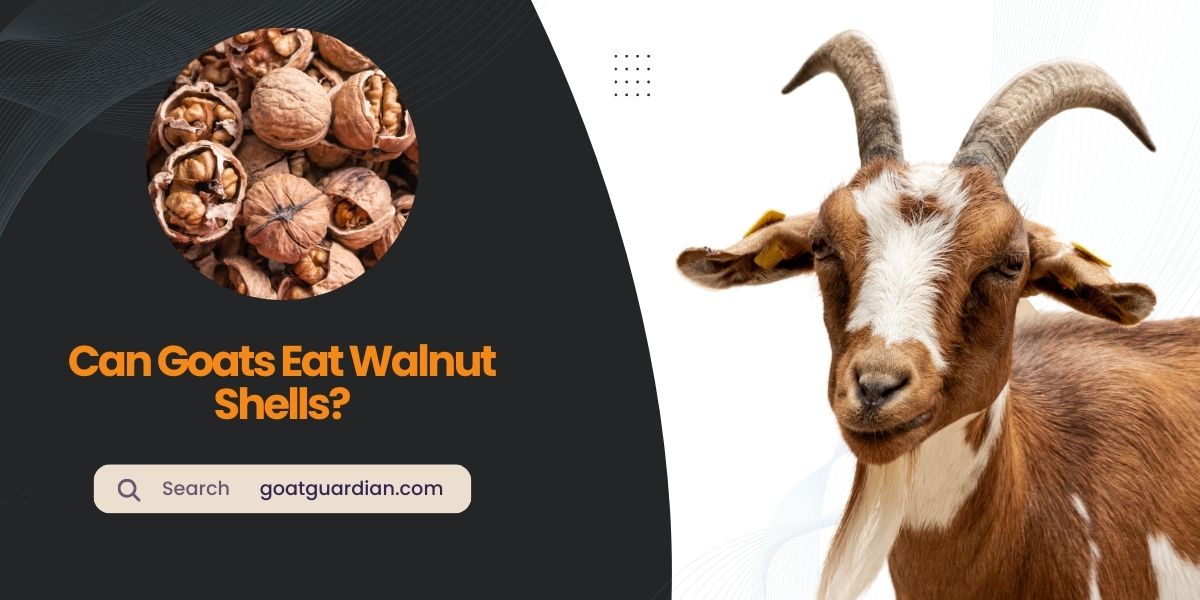 Can Goats Eat Walnut Shells