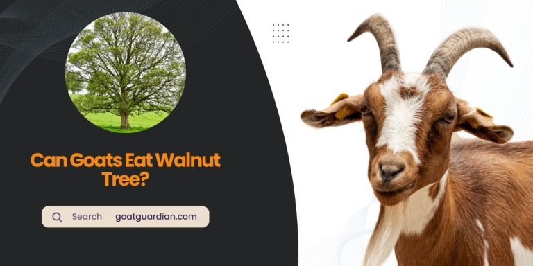 Can Goats Eat Walnut Tree? Is It Safe?