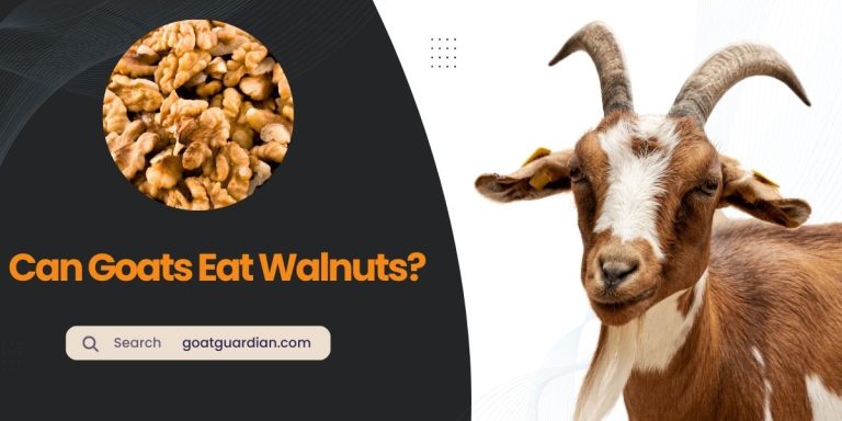 Can Goats Eat Walnuts? (Read Before Feeding)