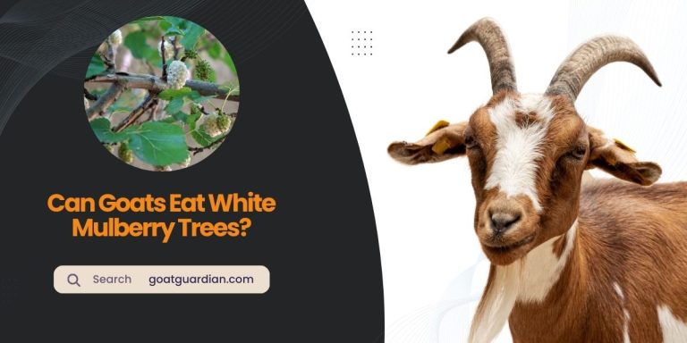 Can Goats Eat White Mulberry Trees? (Ultimate Guide)