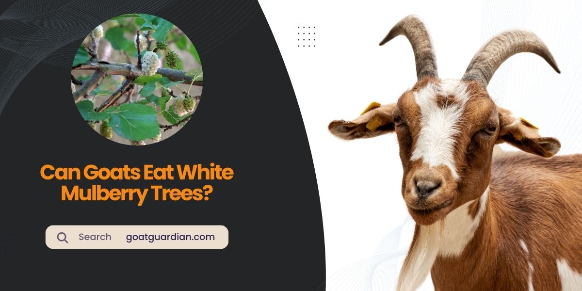 Can Goats Eat White Mulberry Trees