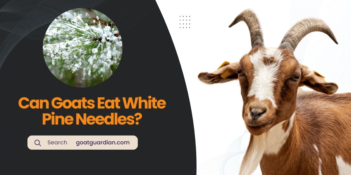 Can Goats Eat White Pine Needles
