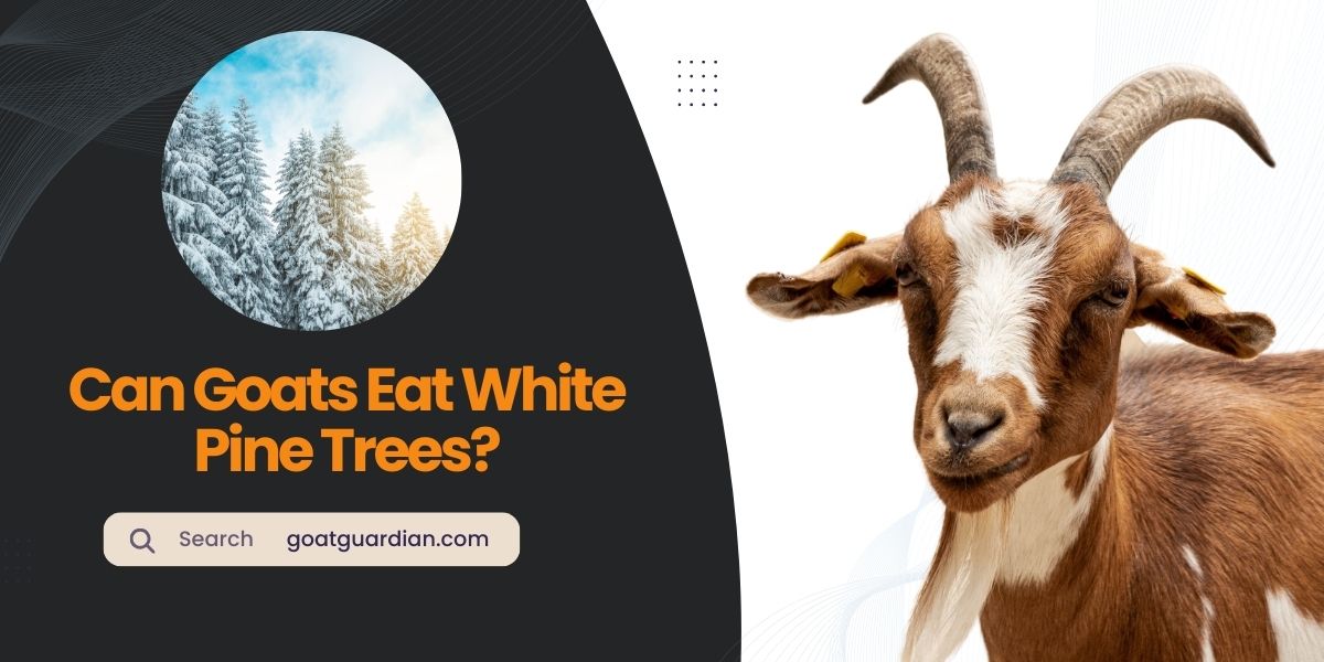 Can Goats Eat White Pine Trees