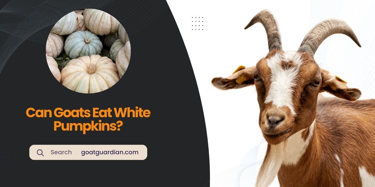 Can Goats Eat White Pumpkins