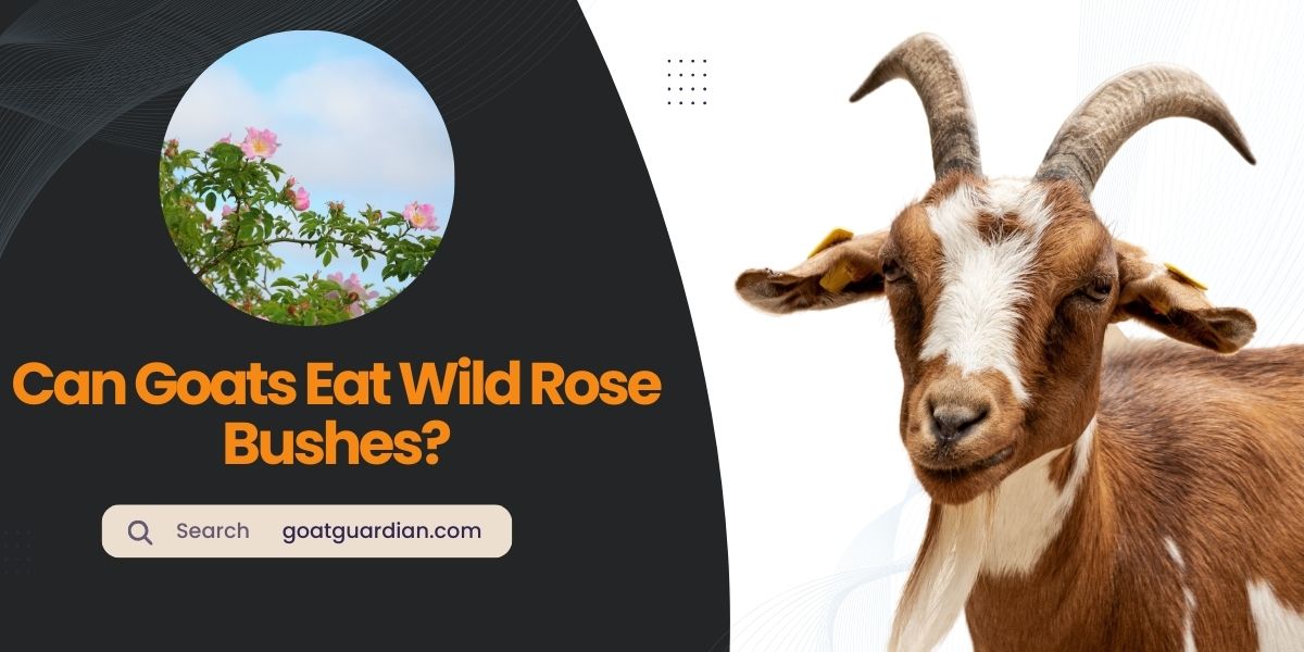 Can Goats Eat Wild Rose Bushes
