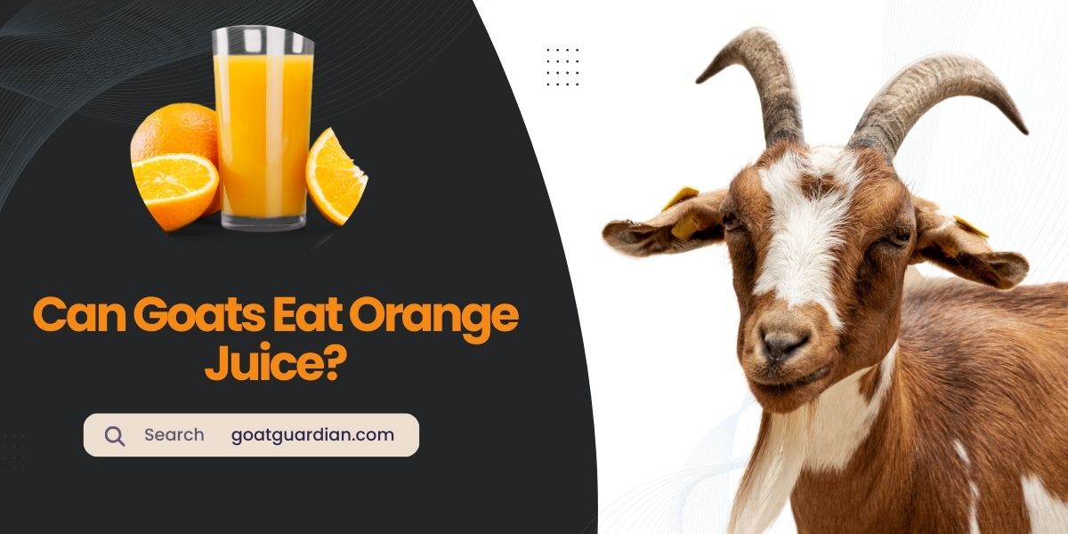 Can Goats Have Orange Juice