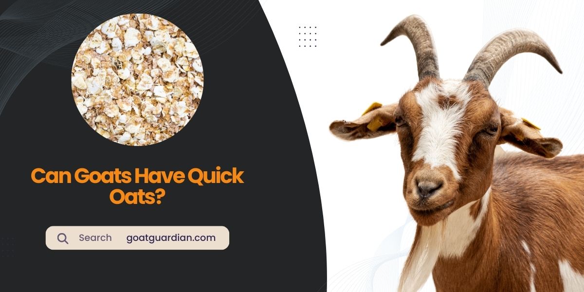 Can Goats Have Quick Oats