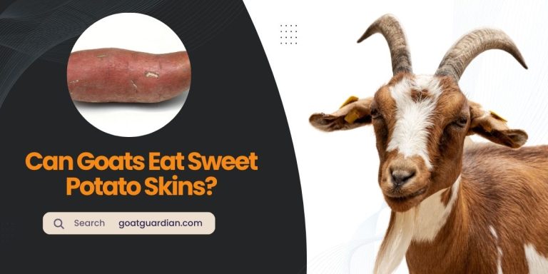 Can Goats Have Sweet Potato Skins? (Benefits & Risks)