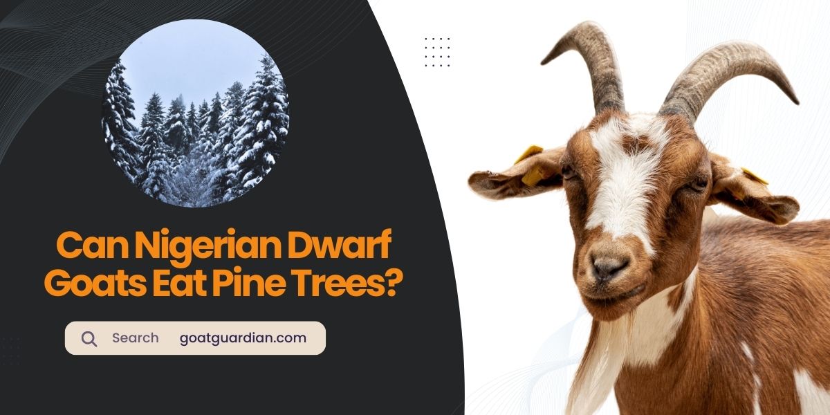 Can Nigerian Dwarf Goats Eat Pine Trees