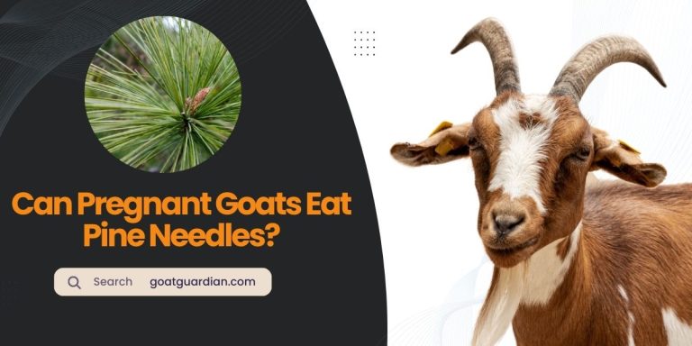 Can Pregnant Goats Eat Pine Needles? (Yes or No)