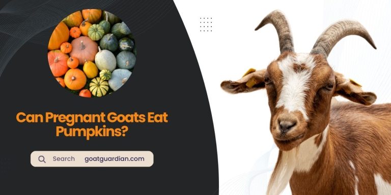 Can Pregnant Goats Eat Pumpkins? (Yes or No)