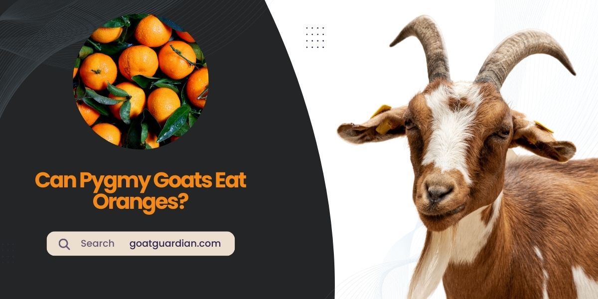 Can Pygmy Goats Eat Oranges