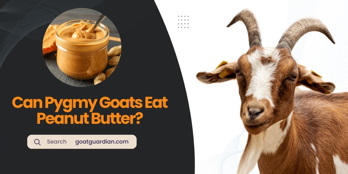 Can Pygmy Goats Eat Peanut Butter
