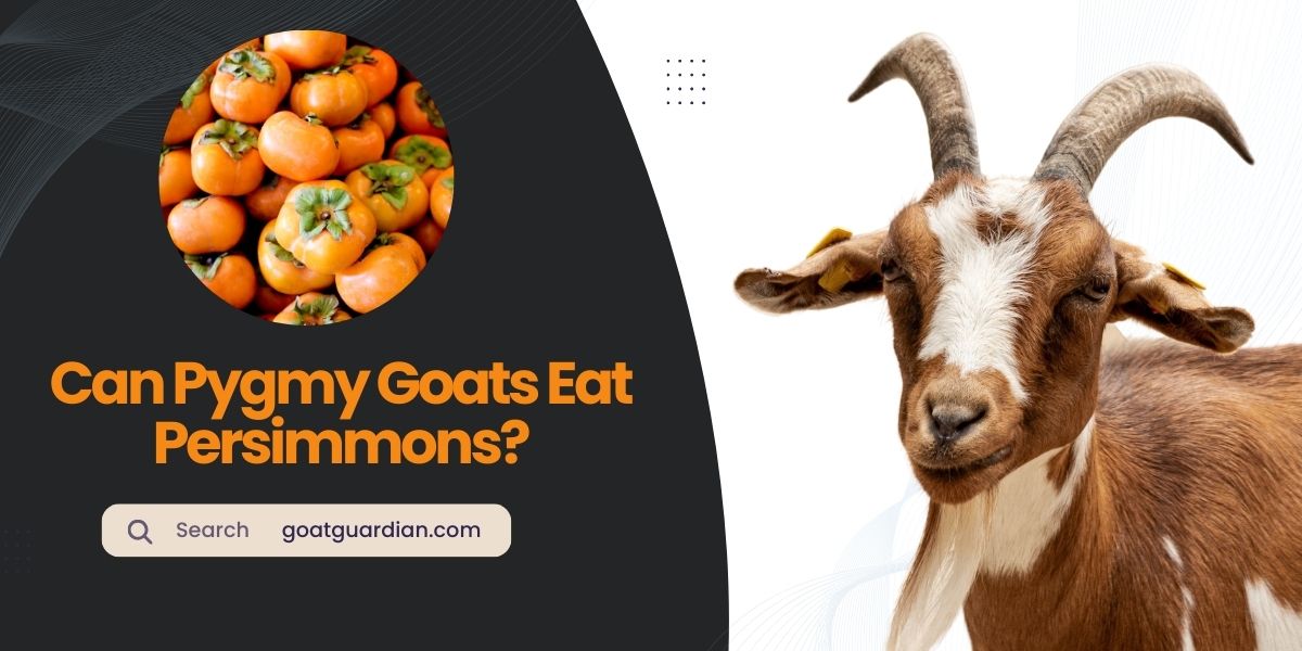 Can Pygmy Goats Eat Persimmons