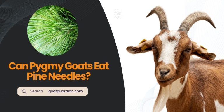 Can Pygmy Goats Eat Pine Needles? (Good or Bad)