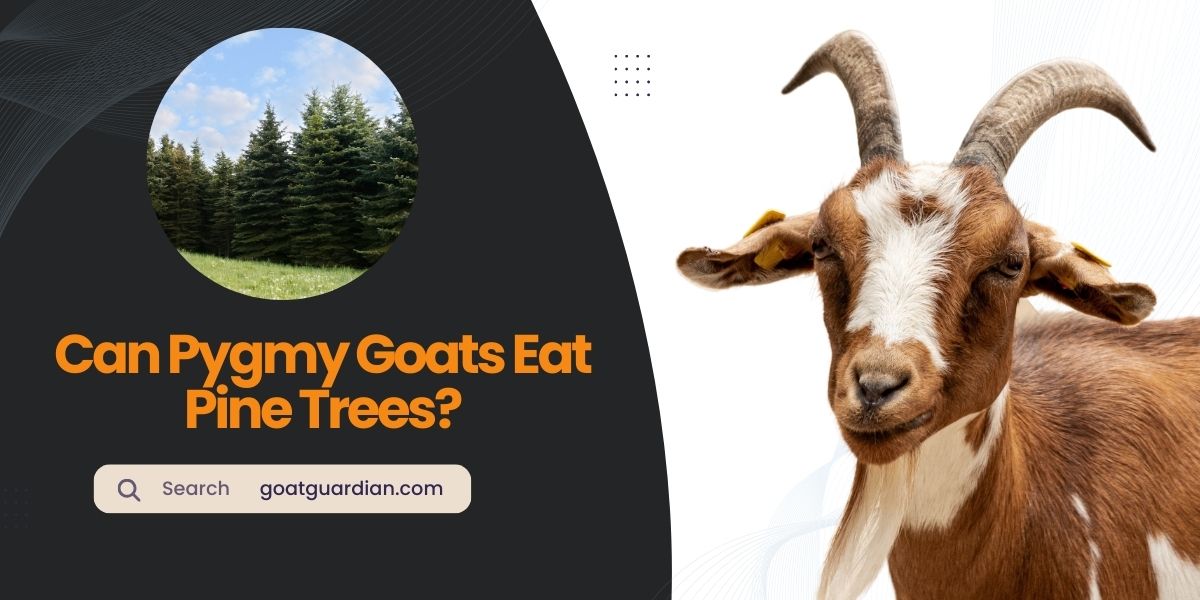 Can Pygmy Goats Eat Pine Trees