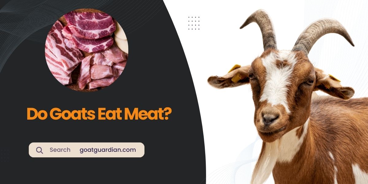 Do Goats Eat Meat