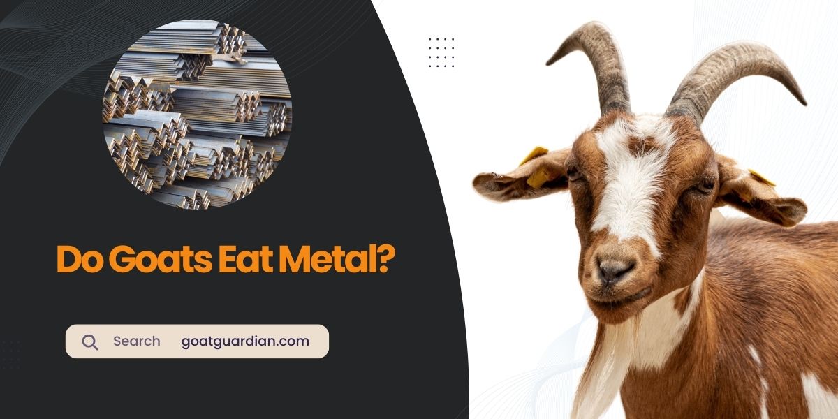 Do Goats Eat Metal