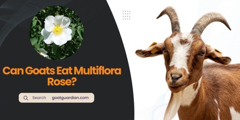 Do Goats Eat Multiflora Rose? Is It Safe?