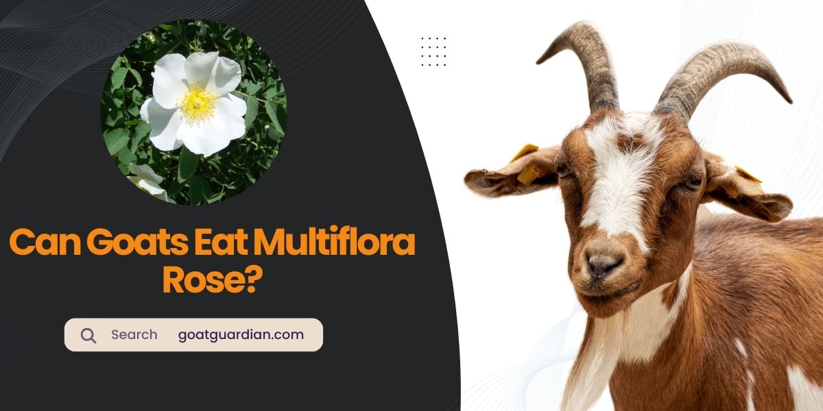 Do Goats Eat Multiflora Rose