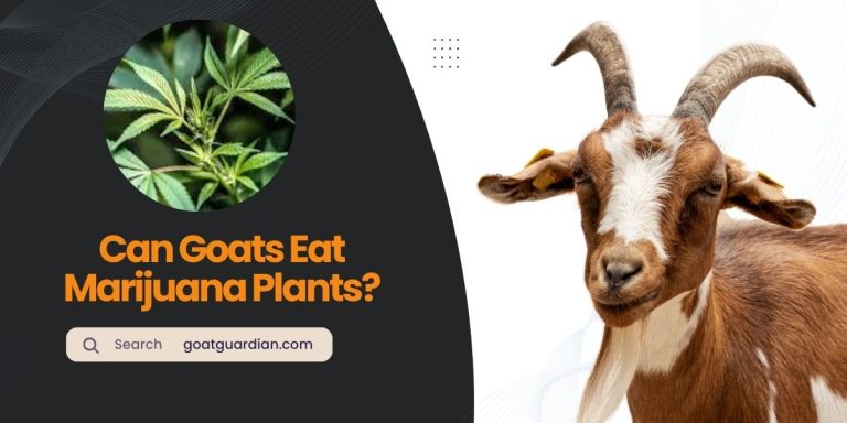 Do Goats Enjoy Munching on Marijuana Plants?