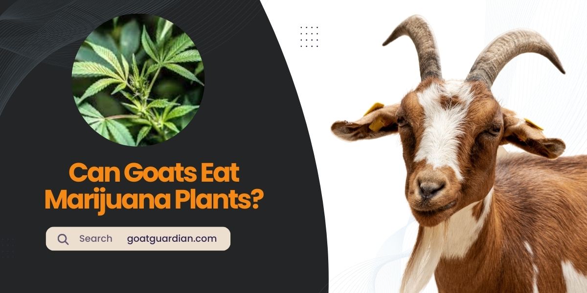 Do Goats Enjoy Munching on Marijuana Plants