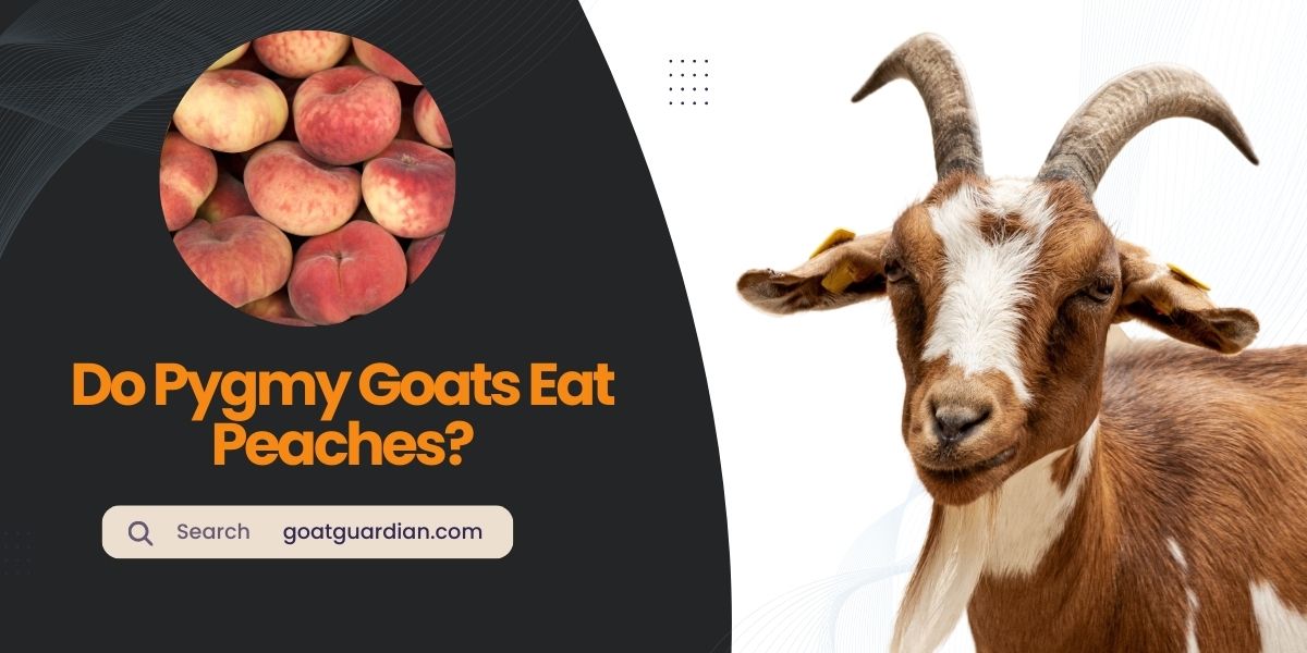 Do Pygmy Goats Eat Peaches