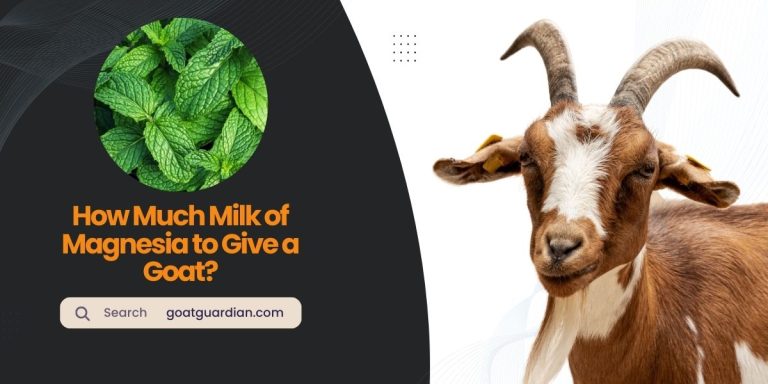 How Much Milk of Magnesia to Give a Goat?