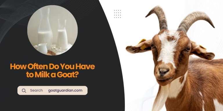 How Often Do You Have to Milk a Goat?